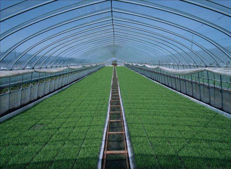 蔬菜大棚是玻璃为主要透光覆盖材料的温室